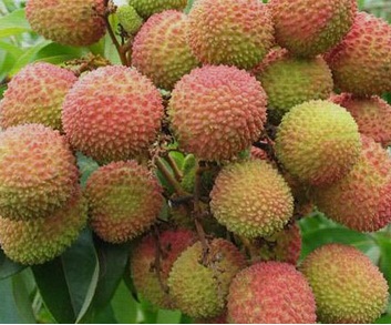 沱沱工社：海南妃子笑荔枝 约3斤/份限时特价￥19.9