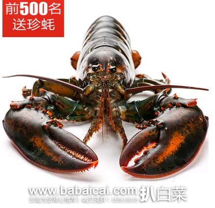 天猫商城：獐子岛 加拿大鲜活大龙虾 450g   预售价¥89（现交￥10元定金+￥74元尾款）