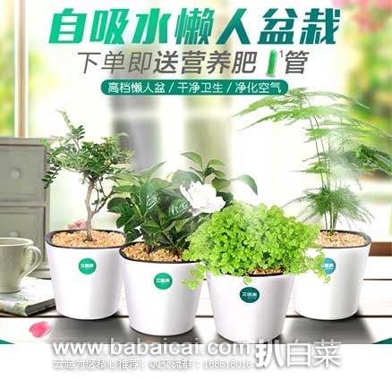 聚划算：艾居青 栀子花文竹绿植 等植物盆栽，￥19.9包邮