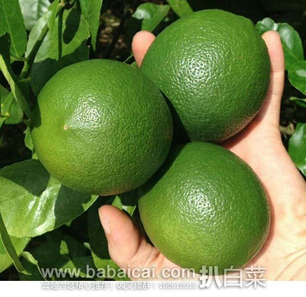 nimengstarcuahanban-2