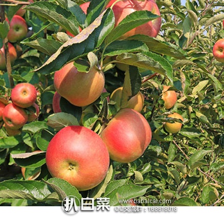 淘宝Taobao：徐州丰县 大沙河红富士苹果 5斤装 ￥25.8包邮