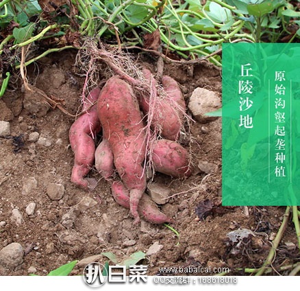 山东临沂特产 红皮黄心 香糯小红薯 5斤