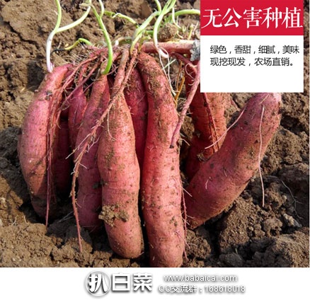 淘宝Taobao：陕西 新鲜板栗小红薯 5斤装  现￥19.9包邮