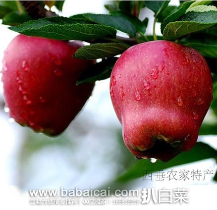 淘宝Taobao：甘肃礼县花牛苹果 （单果重200g左右）10斤装 ￥49.9元包邮