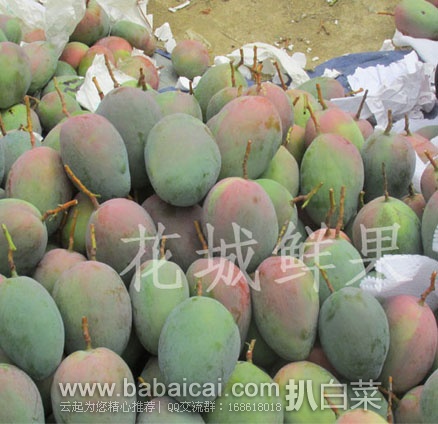 manguoentarcuahanban-3