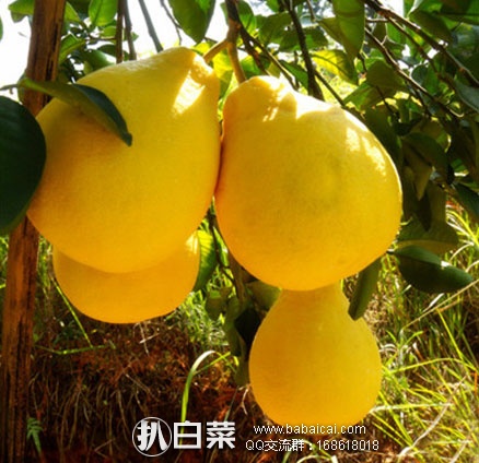 淘宝Taobao:福建平和 琯溪白肉蜜柚5斤 现售价¥18.9,领券下单实付¥13.9包邮