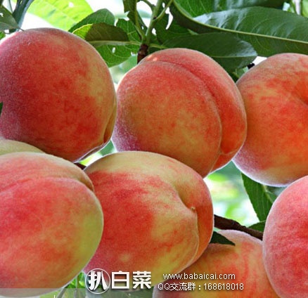 天猫商城:现摘北京平谷大桃 6斤礼盒装(一箱9个,单果均重6两以上 ) 现¥ 94元顺丰包邮