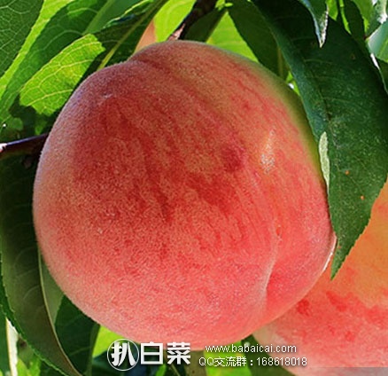 天猫商城:现摘北京平谷大桃 6斤礼盒装(一箱9个,单果均重6两以上 ) 现¥ 94元顺丰包邮