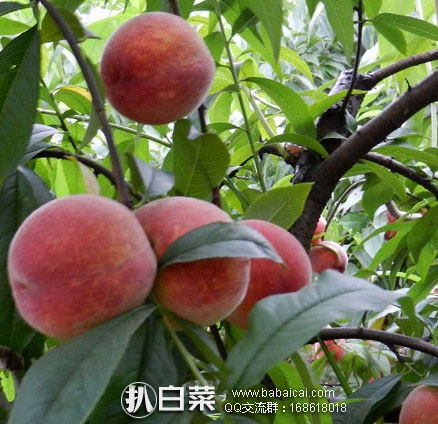 天猫商城:现摘北京平谷大桃 6斤礼盒装(一箱9个,单果均重6两以上 ) 现¥ 94元顺丰包邮