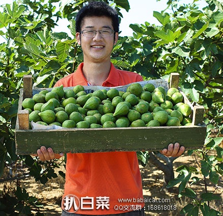 wuhgfo095rcuahanban-2