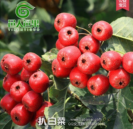 天猫商城:山东 沂蒙山 邑人邑果 新鲜山楂(3斤盒装) 现售价¥29.8,领取¥10元优惠券,实付¥19.8元包邮