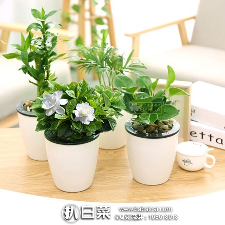 天猫商城：沭之花 水培植物盆栽  损坏包赔！￥6.9元起包邮