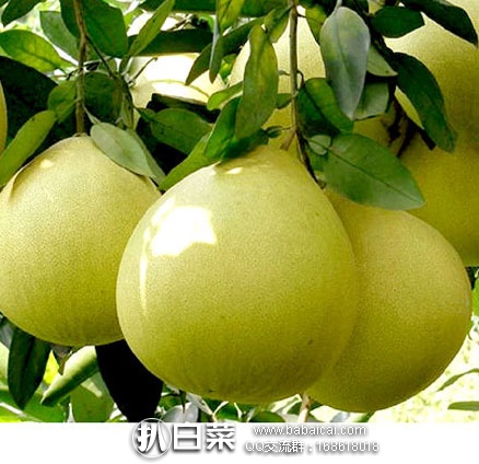 youzi03d5rcuahanban-3