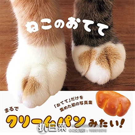 日本亚马逊：猫的小手写真集补货啦！ 返点后好价984日元（约￥59元）
