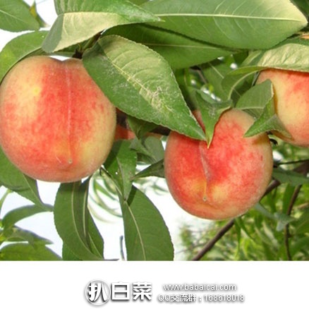 天猫商城：果彩众蔬 陕州大蜜桃 5斤装 现价￥24.9，领取￥5元优惠券，实付￥19.9包邮