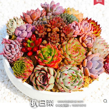 天猫商城:多肉盆栽 新手套餐含盆土 现价¥22.8元,领取¥5元优惠券,实付¥17.8元包邮