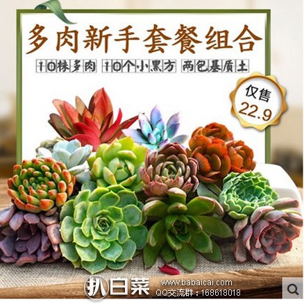天猫商城:植艺 多肉植物组合盆栽(10棵多肉+10个盆+2000ml营养土) 现售价¥22.9,领取¥10元优惠券,实付¥12.9包邮