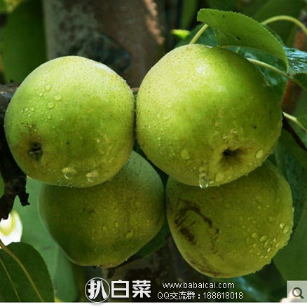 天猫商城：众丞 新疆库尔勒香梨 5斤 现售价￥39.9，领取￥20元优惠券，实付￥19.9包邮