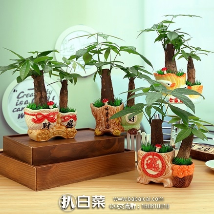 淘宝Taobao：发财树 办公室桌面水培植物盆栽 特价￥18.8起，领券减￥3实付￥15.8起包邮