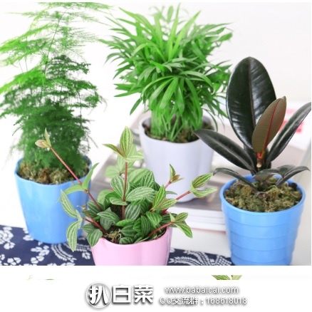 天猫商城：万象更新 办公绿植四季盆栽 组合4盆装 现特价￥22.9，领取￥5优惠券，实付￥17.9包邮