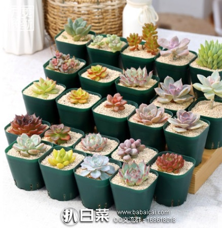 wanxiangduorou12121212