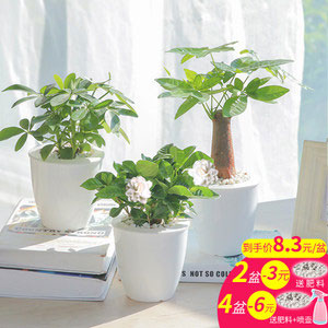 淘宝Taobao：懒人园艺 水培植物盆栽 多款可选，现价￥9.8，领取￥3优惠券，实付￥6.8起包邮