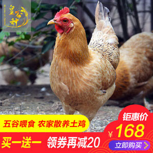 天猫商城：皇谷种 2年农家散养土鸡老母鸡2斤*2只   现价￥188，双重优惠后￥78包邮