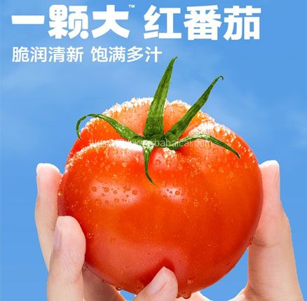 新低白菜价！一颗大 红番茄西红柿礼盒装 550g*4盒/共16枚   新低￥18.9元顺丰包邮（￥4.73元/盒）