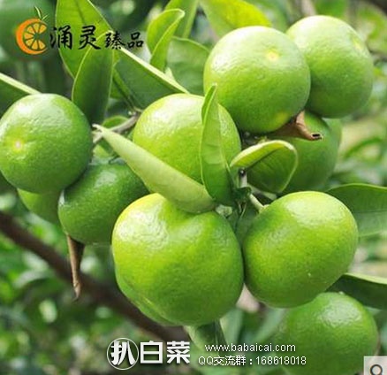 天猫商城：浙江临海 涌泉青桔 无核蜜桔 2斤   售价￥11.8，领取￥5优惠券，实付￥6.8包邮