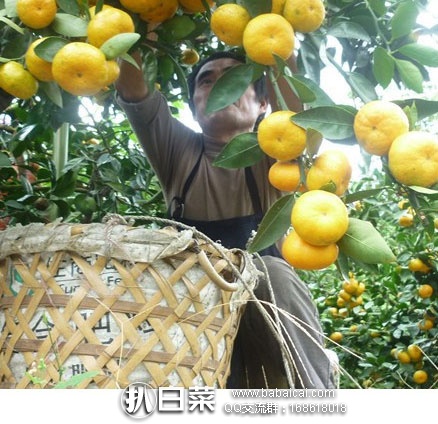 淘宝Taobao：江西 赣南 寻乌蜜桔5斤 顺丰包邮  ￥33.88包邮