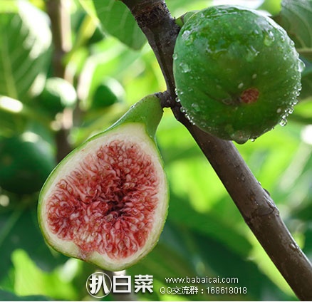 淘宝Taobao：山东威海 新鲜 天然有机 青皮无花果 3斤 ￥55包邮