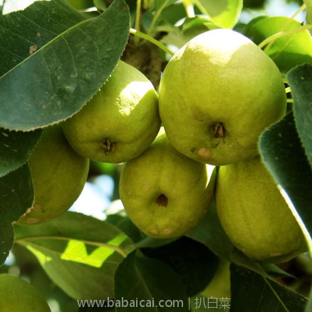 拾秋 正宗新疆库尔勒香梨 天猫商城:拾秋 正宗新疆库尔勒香梨 5斤 现价¥29.9,叠加¥10优惠券,券后实付¥19.9包邮