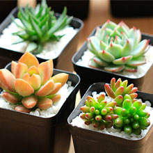 天猫商城：多肉组合10颗新手套餐 （送10个盆+2000ml德国进口营养土+300ml麦饭石铺面+插排）现价￥20.3，叠加￥5优惠券，券后实付￥15.3包邮