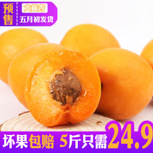 天猫商城：果江庭 山西运城新鲜黄杏5斤装，预售价￥24.9，领取￥5优惠券，实付￥19.9包邮