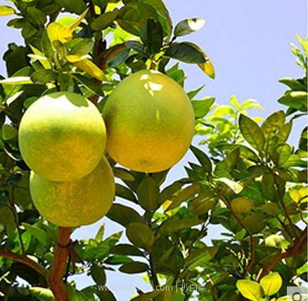 天猫商城：漳州 平和 琯溪 白肉蜜柚 2个装 5斤  预售价￥20.8，领取￥5优惠券，实付 ￥15.8包邮