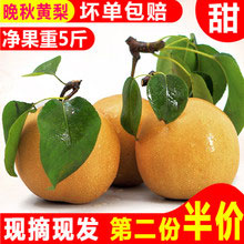 天猫商城：晚秋黄梨 5斤装，现价￥29.9，领取￥15优惠券，实付￥14.9包邮