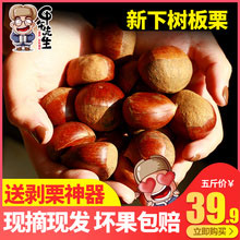 天猫商城：甲午先生 新鲜生板栗现摘毛栗子 5斤  现价￥39.9，领取￥5优惠券，实付￥34.9包邮