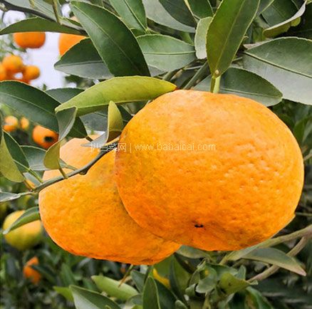 天猫商城：四川新鲜当季 丑柑 5斤（毛重） 现价￥24.8，领￥10优惠券，实付￥14.8元包邮