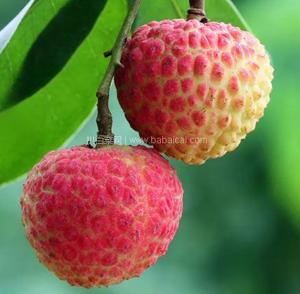 天猫商城:果味总动员 广东妃子笑新鲜荔枝6斤(净重5斤) 现价¥78,领¥20优惠券,券后实付¥58包邮