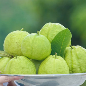 天猫商城：鲜多喆 现摘现发高山珍珠番石榴5斤 赠陈皮粉  现价￥26.8，领￥10优惠券，券后￥16.8包邮