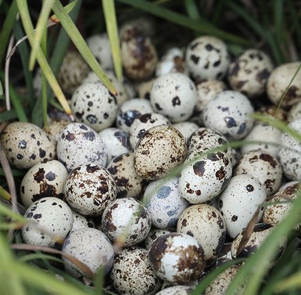 天猫商城：简珍 新鲜鹌鹑蛋 100枚共1000g  现￥24.9，领￥5优惠券，券后￥19.9元包邮