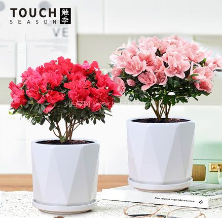 天猫商城：触季 杜鹃花盆栽 带花苞发货 多款 现￥18.9起，领￥5优惠券，券后￥13.9起元包邮