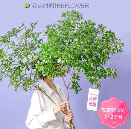 花点时间 60cm 南天竹2支  到手￥39.9元起包邮，另有带花瓶款可选，券后￥45.9包邮（同款京东售价￥59.9）