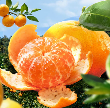 京东商城：京鲜生 地标产品 江西新余蜜桔 单果40-50mm/净重4.5斤 券后新低￥9.9元包邮（折合￥2.2元/斤）