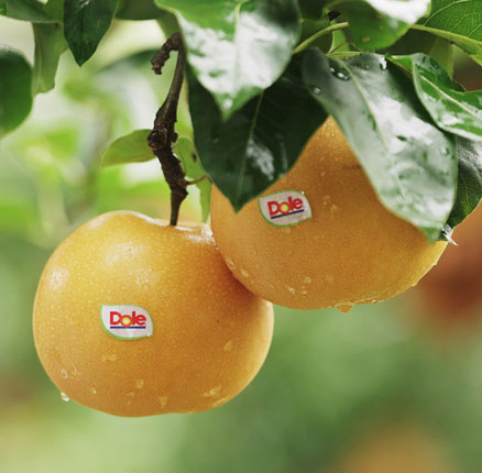 好价！Dole 都乐 羊脂秋月梨礼盒 净重1.6kg 4-7枚 券后￥19.8元包邮