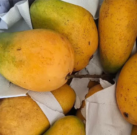 京东商城：A级果，皮薄肉厚，鲜甜多汁！京鲜生 海南金煌芒果 净重8斤/单果150g+ 拼团价￥34.9元包邮（折合￥4.38元/斤）