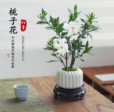 京东商城：八芽 小叶栀子花 含陶瓷竖纹盆+-密胺托+带盆栽好 券后新低￥6.83元包邮
